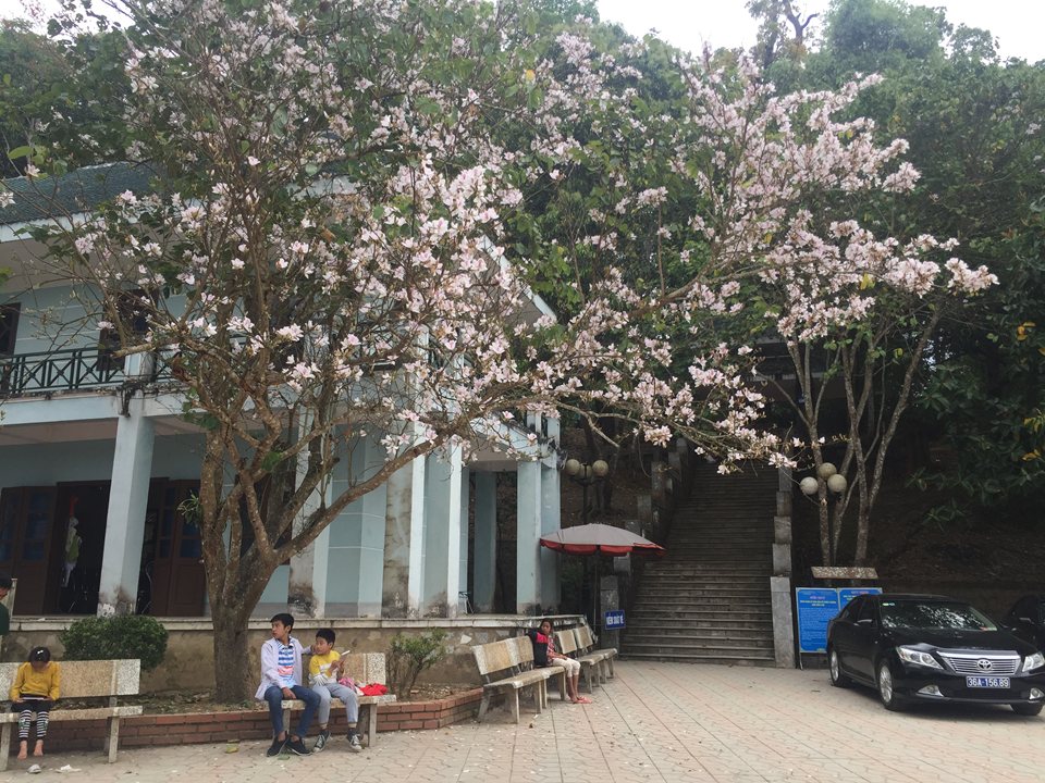 Hoa ban trắng ở Di tích Sở chỉ huy chiến dịch Điện Biên Phủ tại Mường Phăng